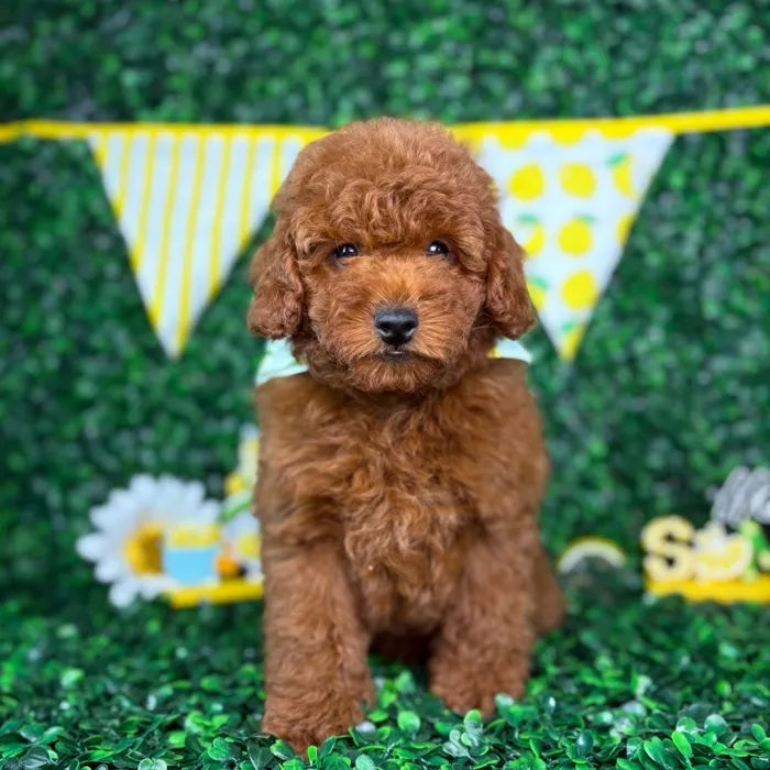 Male Poodle Toy puppy named Teddy for sale at Puppy Dreams - North Richland Hills.
