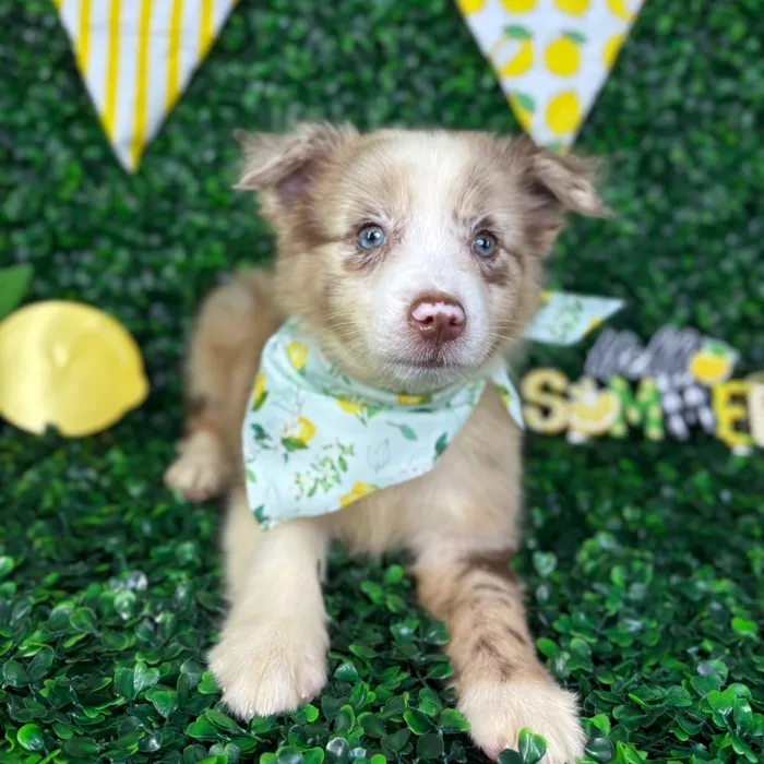 Female Mini Aussie puppy named Pearl for sale at Puppy Dreams - North Richland Hills.