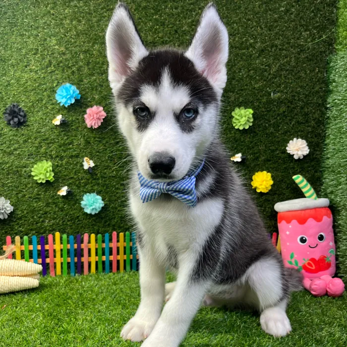 Male Siberian Husky puppy named Koda for sale at Puppy Dreams - Carrollton.
