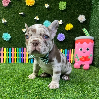 Male French Bulldog puppy named Wiggles for sale at Puppy Dreams - Carrollton.