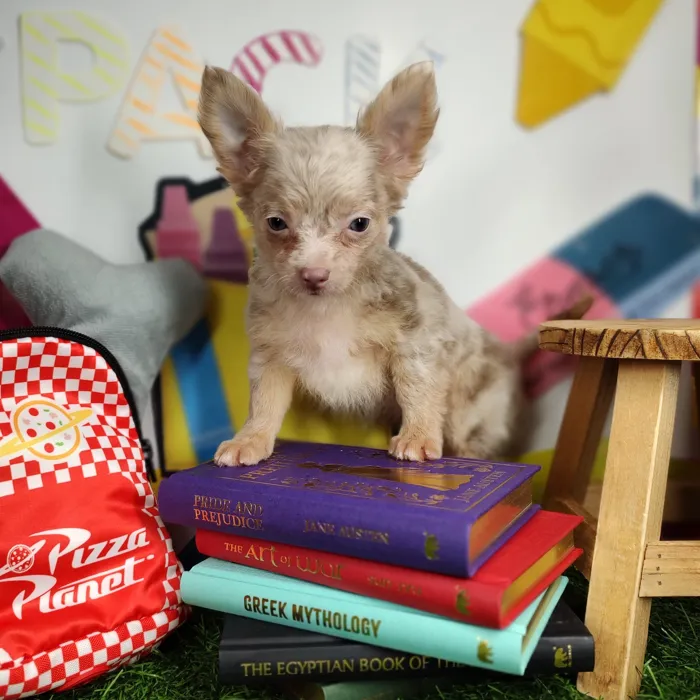 Female Chihuahua puppy named *Ms. Bell* for sale at Puppy Dreams - Mansfield.