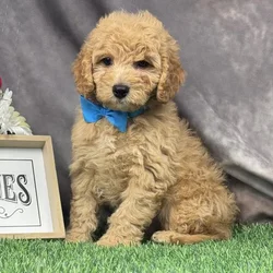Male Hybrid puppy for sale at Puppy Dreams - Arlington.