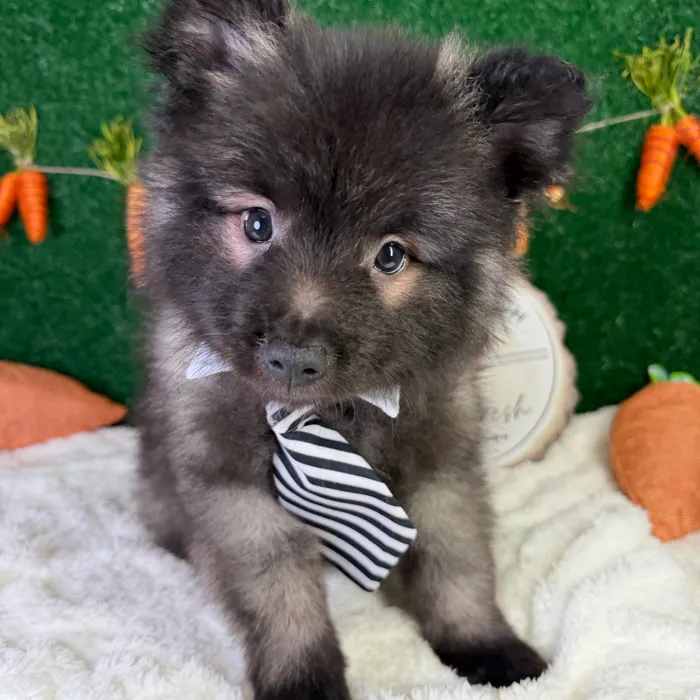 Male Keeshond puppy named Bear for sale at Puppy Dreams - Garland.