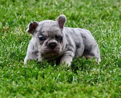 car_main_img_/media/ap_media/pets/BBJZFAXNOOYL137515.webp.250x250_q85.webp