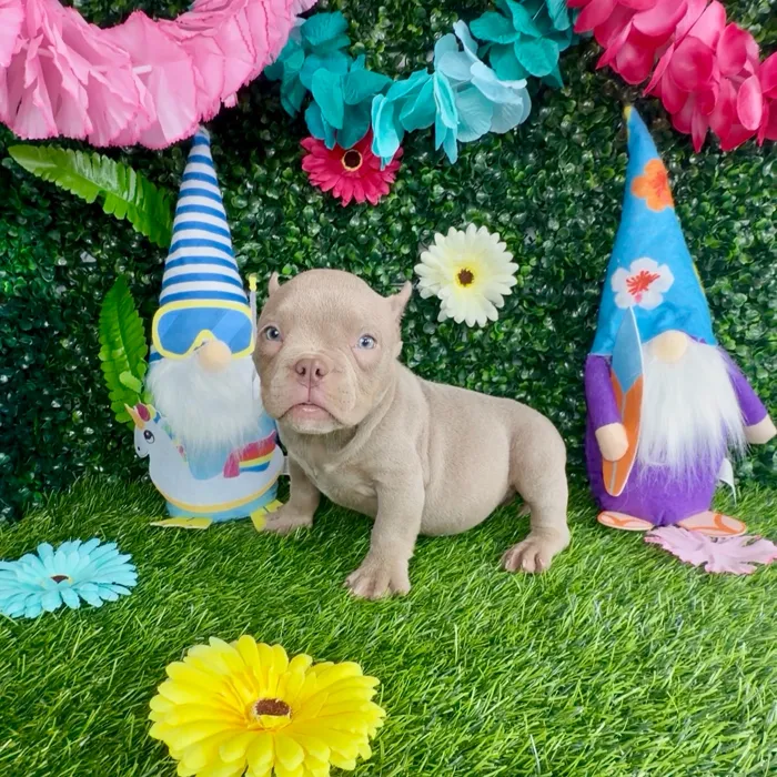 Female American Bully puppy named Betsy Ross for sale at Puppy Dreams - Denton.