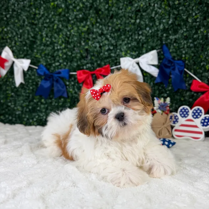 Female Shih Tzu puppy named Ivy for sale at Puppy Dreams - Garland.