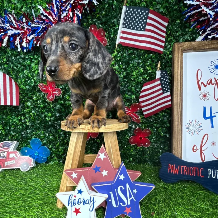 Female Dachshund puppy named *Sparkle* for sale at Puppy Dreams - Mansfield.