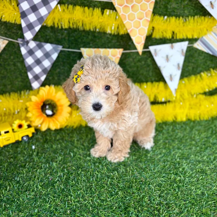 Female Bichon-Poodle puppy named Emi for sale at Puppy Dreams - Arlington.