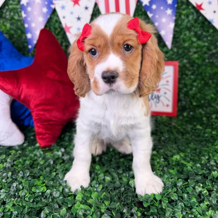 Female Cockalier puppy named Sugar for sale at Puppy Dreams - North Richland Hills.