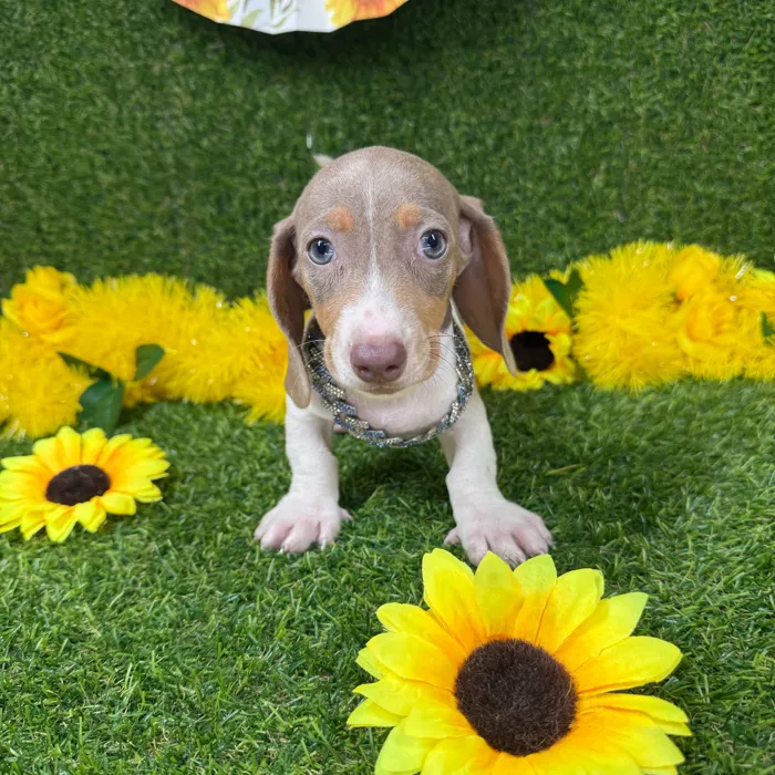 Male Dachshund puppy named Henry for sale at Puppy Dreams - Arlington.