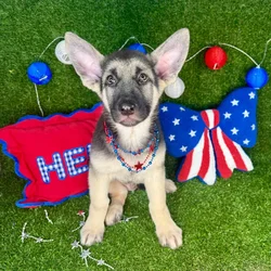 Male German Shepherd puppy named Vapor for sale at Puppy Dreams - Arlington.