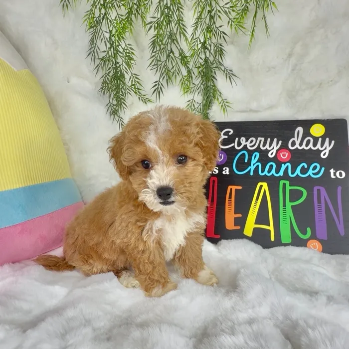 Female Bichon-Poodle puppy named Aggie for sale at Puppy Dreams - Denton.