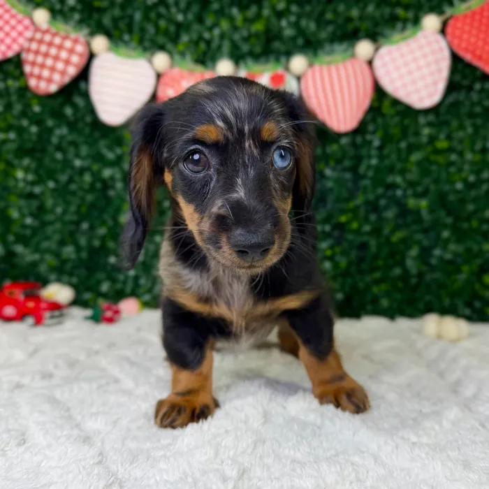 Female Dachshund puppy named Cupcake for sale at Puppy Dreams - Garland.