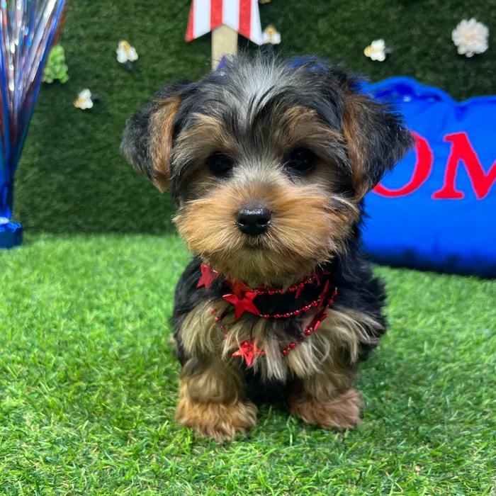 Male Yorkie puppy named Tommy for sale at Puppy Dreams - Carrollton.