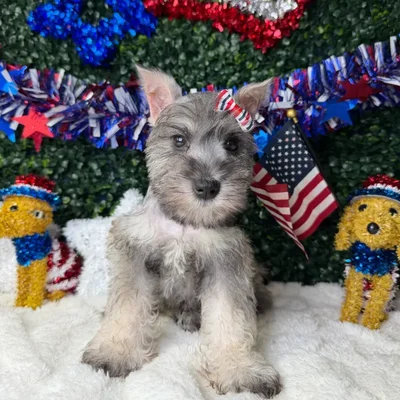Female Mini Schnauzer puppy named Twinkle for sale at Puppy Dreams - Garland.