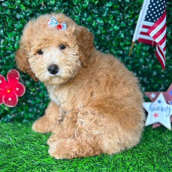 Female Mini Goldendoodle puppy named *Cheesecake* for sale at Puppy Dreams - Mansfield.