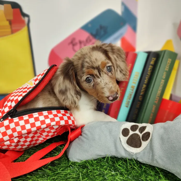 Female Dachshund puppy named *Running Man* for sale at Puppy Dreams - Mansfield.