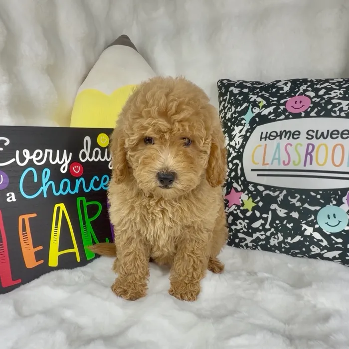 Female Mini Goldendoodle puppy named Hot Honey for sale at Puppy Dreams - Denton.