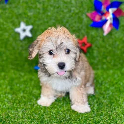 car_main_img_/media/ap_media/pets/BJDFFQEPZBVW127844.webp.250x250_q85.webp