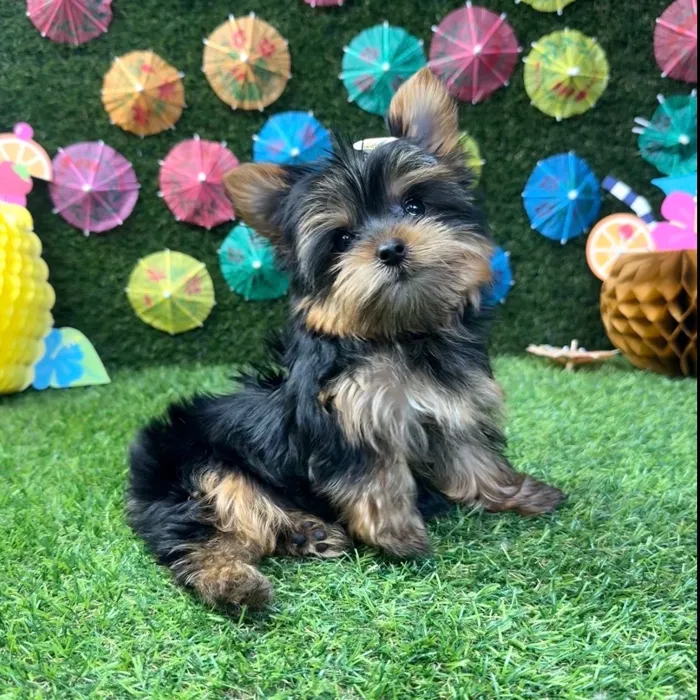 Female Yorkie puppy named Buttercup for sale at Puppy Dreams - Carrollton.