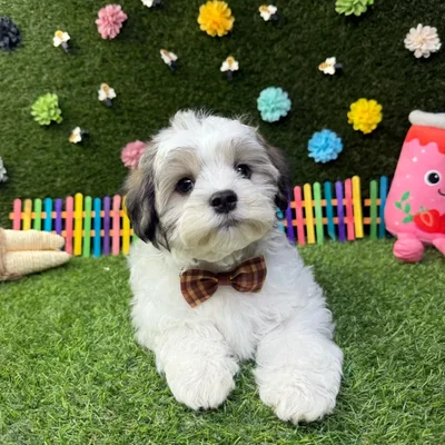Male Teddy Bear puppy named Benny for sale at Puppy Dreams - Carrollton.