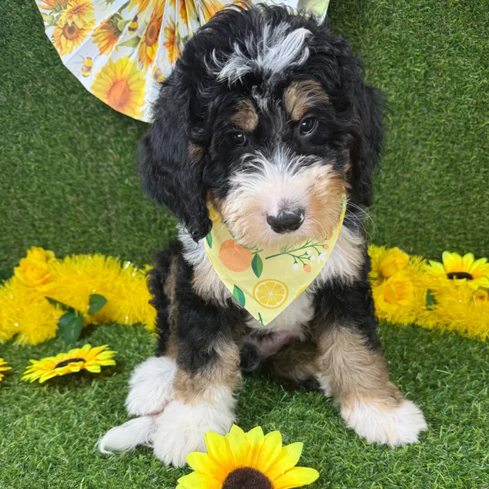 Male Bernedoodle puppy named Jack for sale at Puppy Dreams - Arlington.