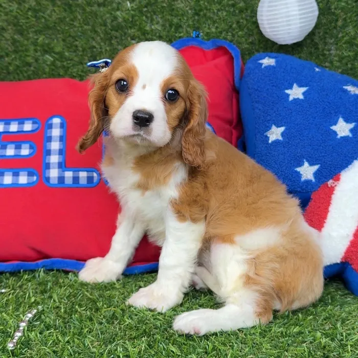 Female Cavalier King Charles Spaniel puppy named Toffee for sale at Puppy Dreams - Arlington.