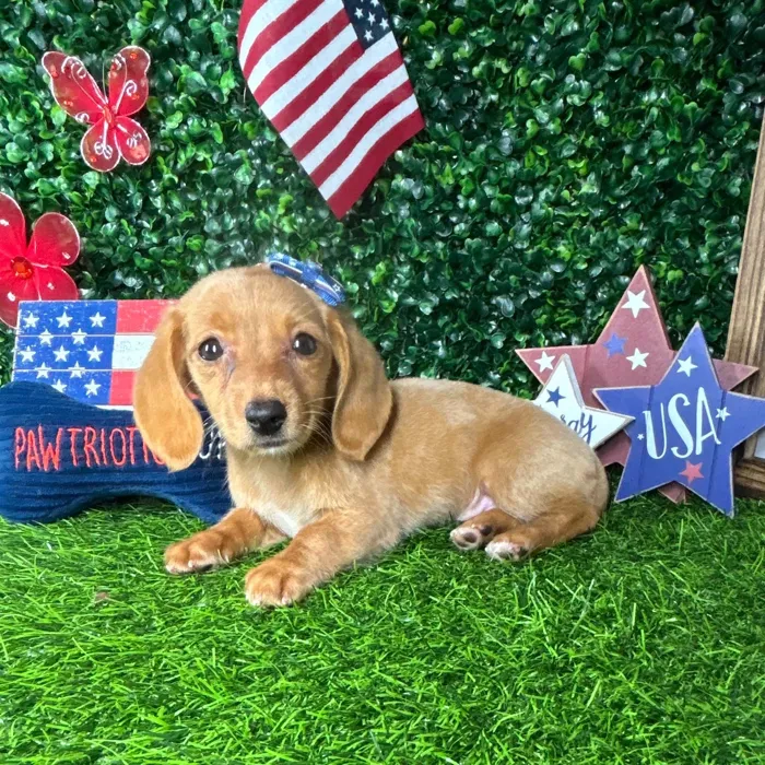 Female Dachshund puppy named *Firework* for sale at Puppy Dreams - Mansfield.