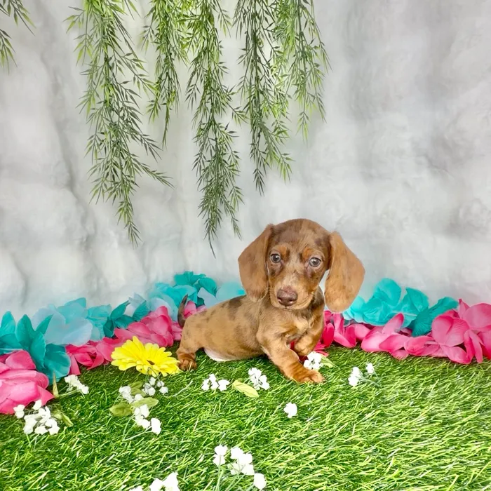 Male Dachshund puppy named Corndog for sale at Puppy Dreams - Denton.