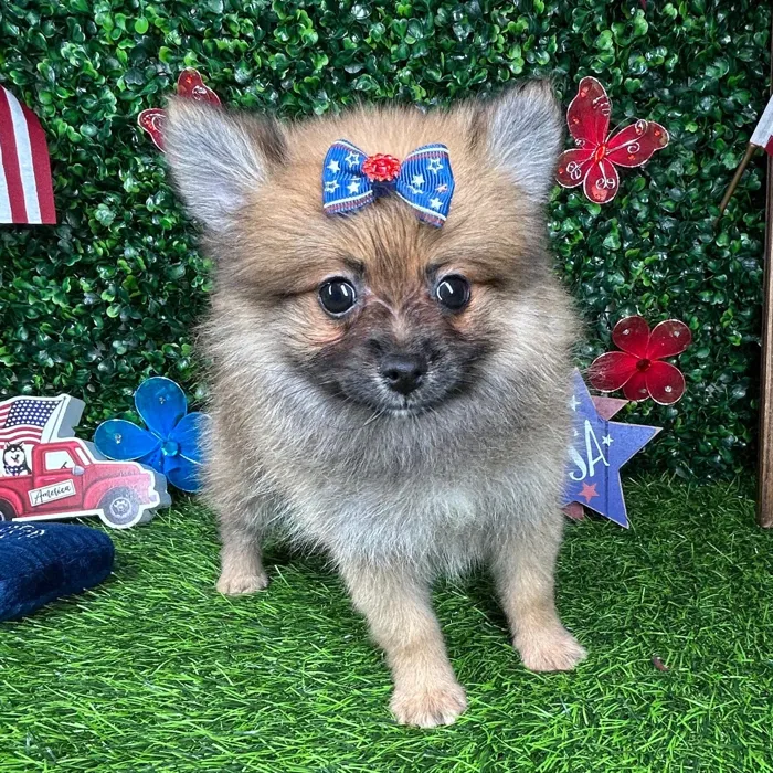 Female Pomeranian puppy named *Freedom* for sale at Puppy Dreams - Mansfield.