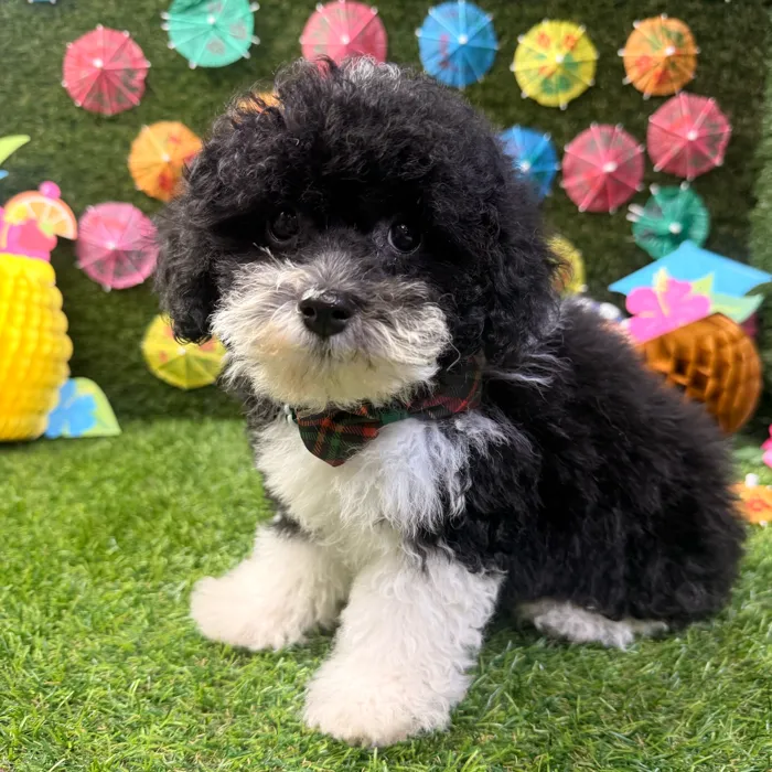 Male Poodle Toy puppy named Toby for sale at Puppy Dreams - Carrollton.