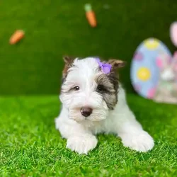 car_main_img_/media/ap_media/pets/BNNLMQBOPVXT116856.webp.250x250_q85.webp