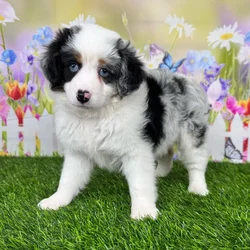 car_main_img_/media/ap_media/pets/BOAMCNRELFSM122677.webp.250x250_q85.webp
