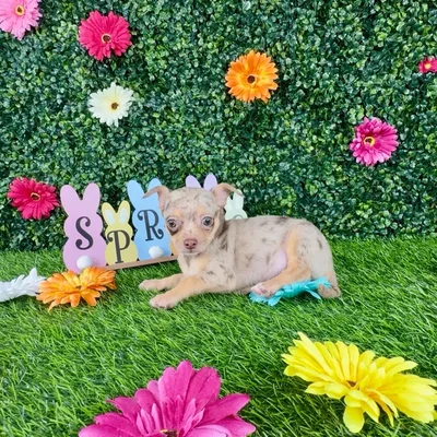 Male Chihuahua puppy named Spoon for sale at Puppy Dreams - Denton.