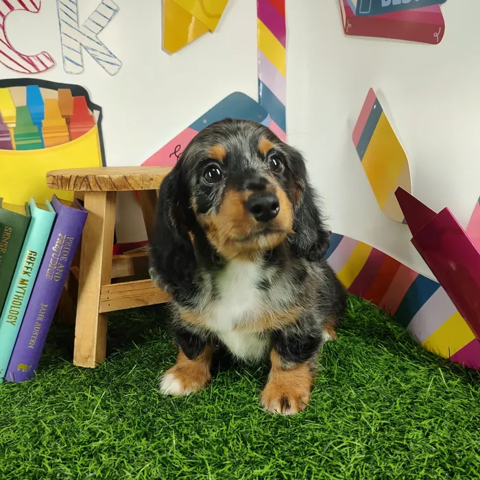 Male Dachshund puppy named *Principal* for sale at Puppy Dreams - Mansfield.
