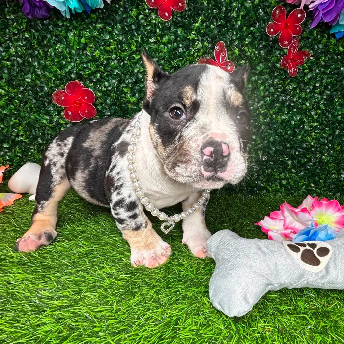 Female American Bully puppy named *Storm* for sale at Puppy Dreams - Mansfield.