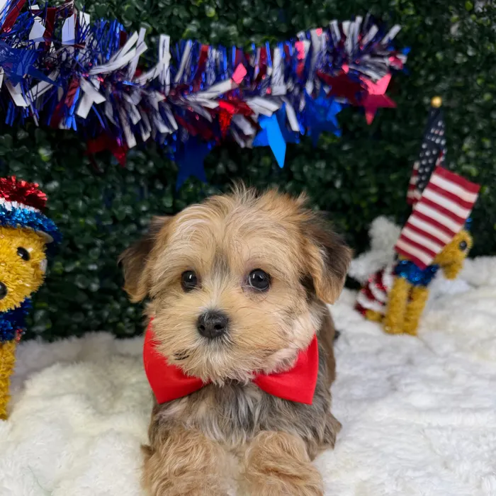 Male Morkie puppy named Churro for sale at Puppy Dreams - Garland.