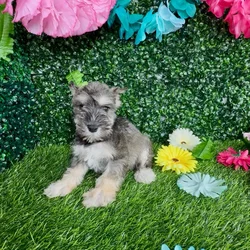 Female Mini Schnauzer puppy named Sphynx for sale at Puppy Dreams - Denton.