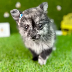 car_main_img_/media/ap_media/pets/BRPLSEWZCJMO126500.webp.250x250_q85.webp