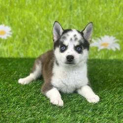 car_main_img_/media/ap_media/pets/BRRFNHJLMPCU125972.webp.250x250_q85.webp