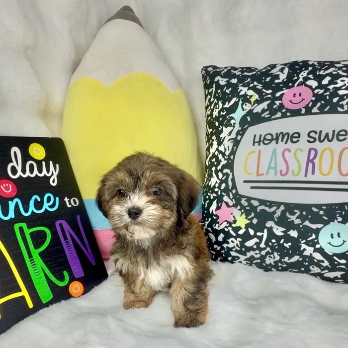 Female Shorkie puppy named Muffin for sale at Puppy Dreams - Denton.
