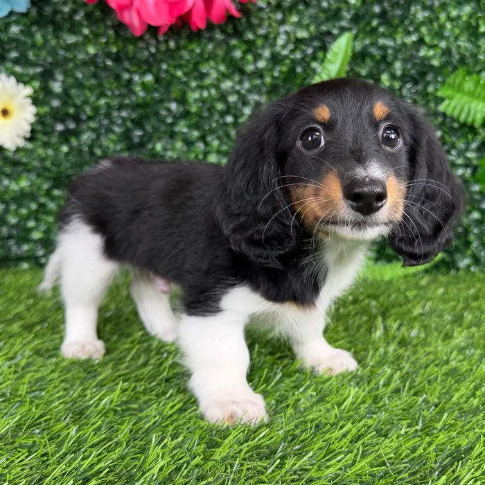 Male Dachshund puppy named Cordell for sale at Puppy Dreams - Denton.