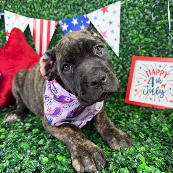 Female Cane Corso puppy named Zara for sale at Puppy Dreams - North Richland Hills.