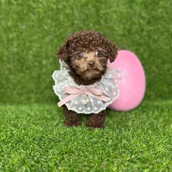 car_main_img_/media/ap_media/pets/BTMMCSPLFGTM120449.webp.250x250_q85.webp