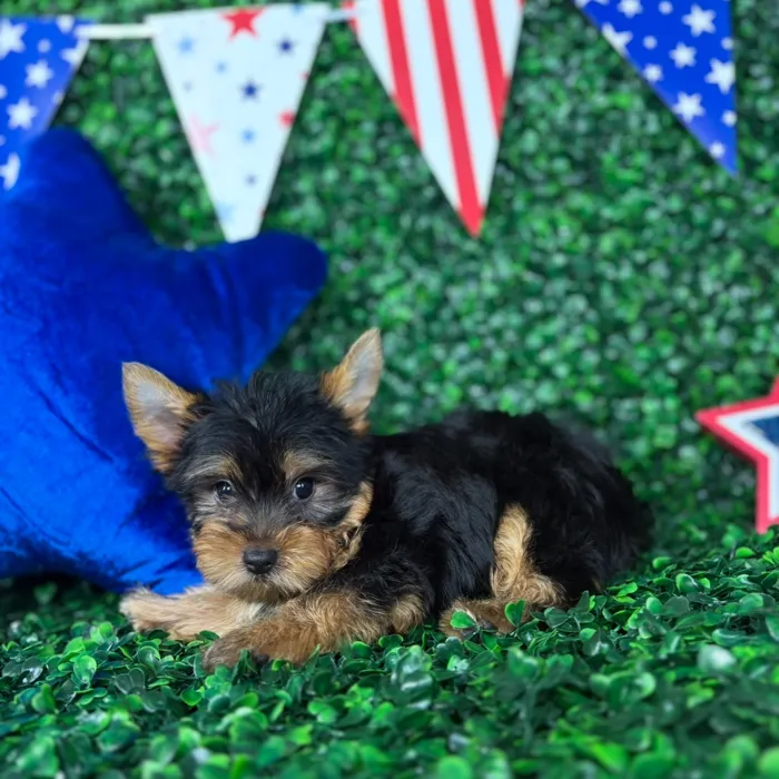 Female Yorkie puppy named Nibbles for sale at Puppy Dreams - North Richland Hills.
