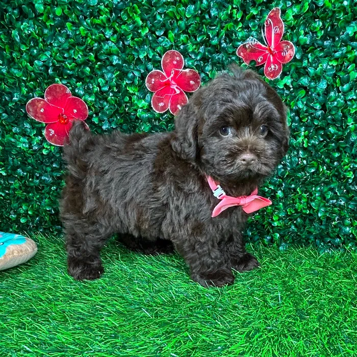 Female Shipoo puppy named *Joan* for sale at Puppy Dreams - Mansfield.