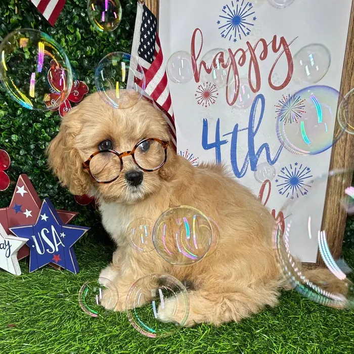 Male Cavapoo puppy named *Rocket* for sale at Puppy Dreams - Mansfield.