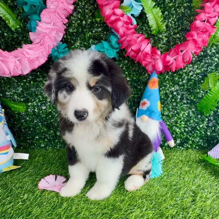 Male Mini Aussie puppy named Uncle Sam for sale at Puppy Dreams - Denton.