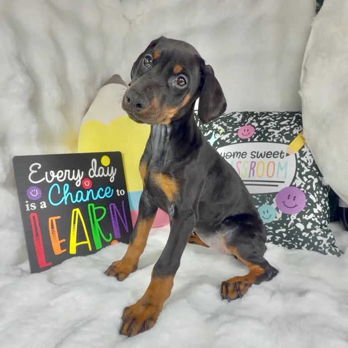 Female Doberman Pinscher puppy named Bean for sale at Puppy Dreams - Denton.