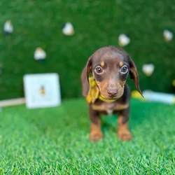 car_main_img_/media/ap_media/pets/BWXWOWLTAGSP126149.webp.250x250_q85.webp